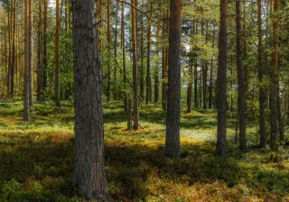 forest, illustrative image
