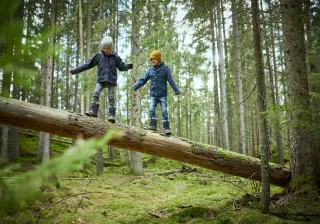 illustrative photo: children playing in a forest