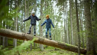 Two children are balancing on top of a huge fallen tree trunk in a forest