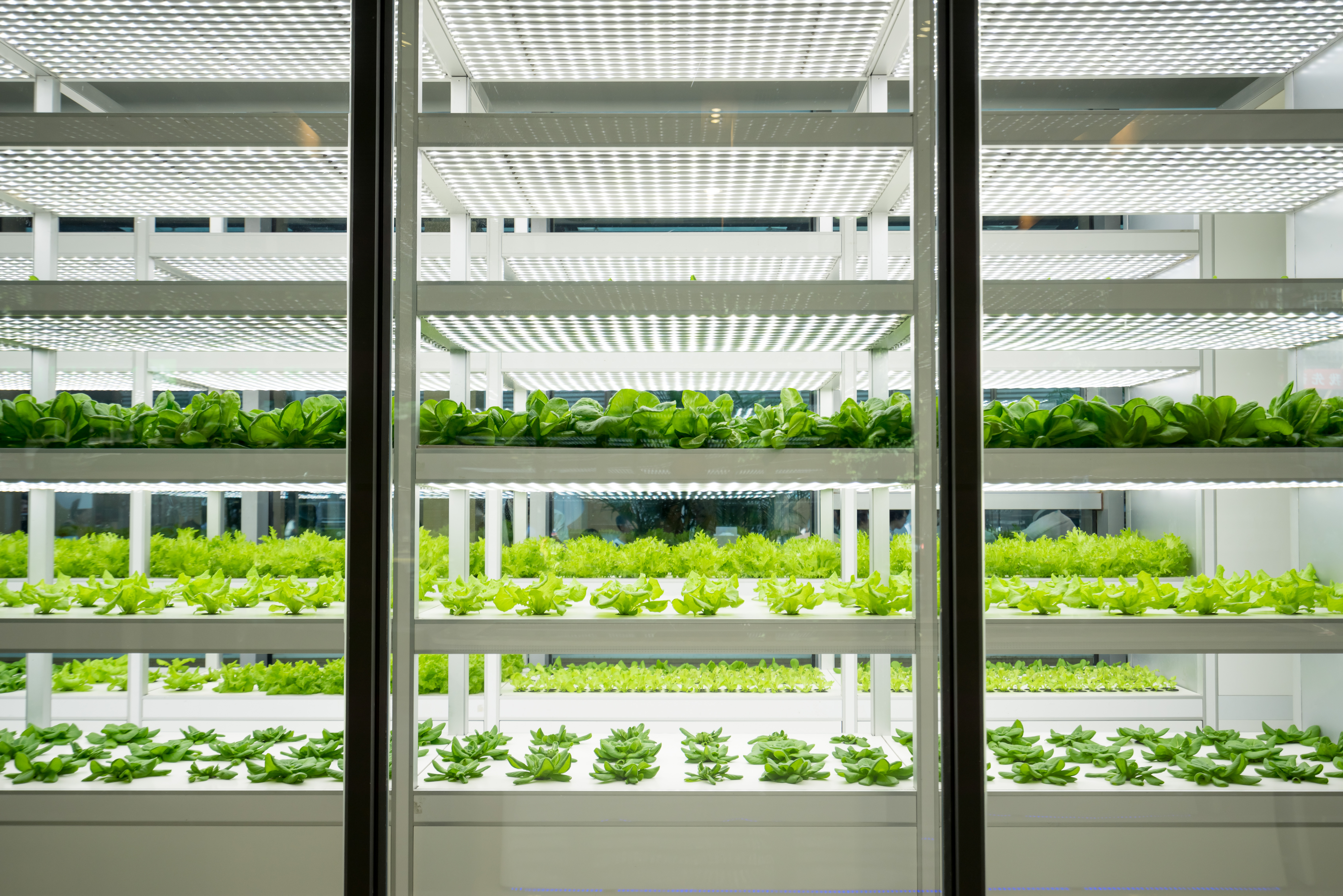 Shelves in a futuristic looking green house environment