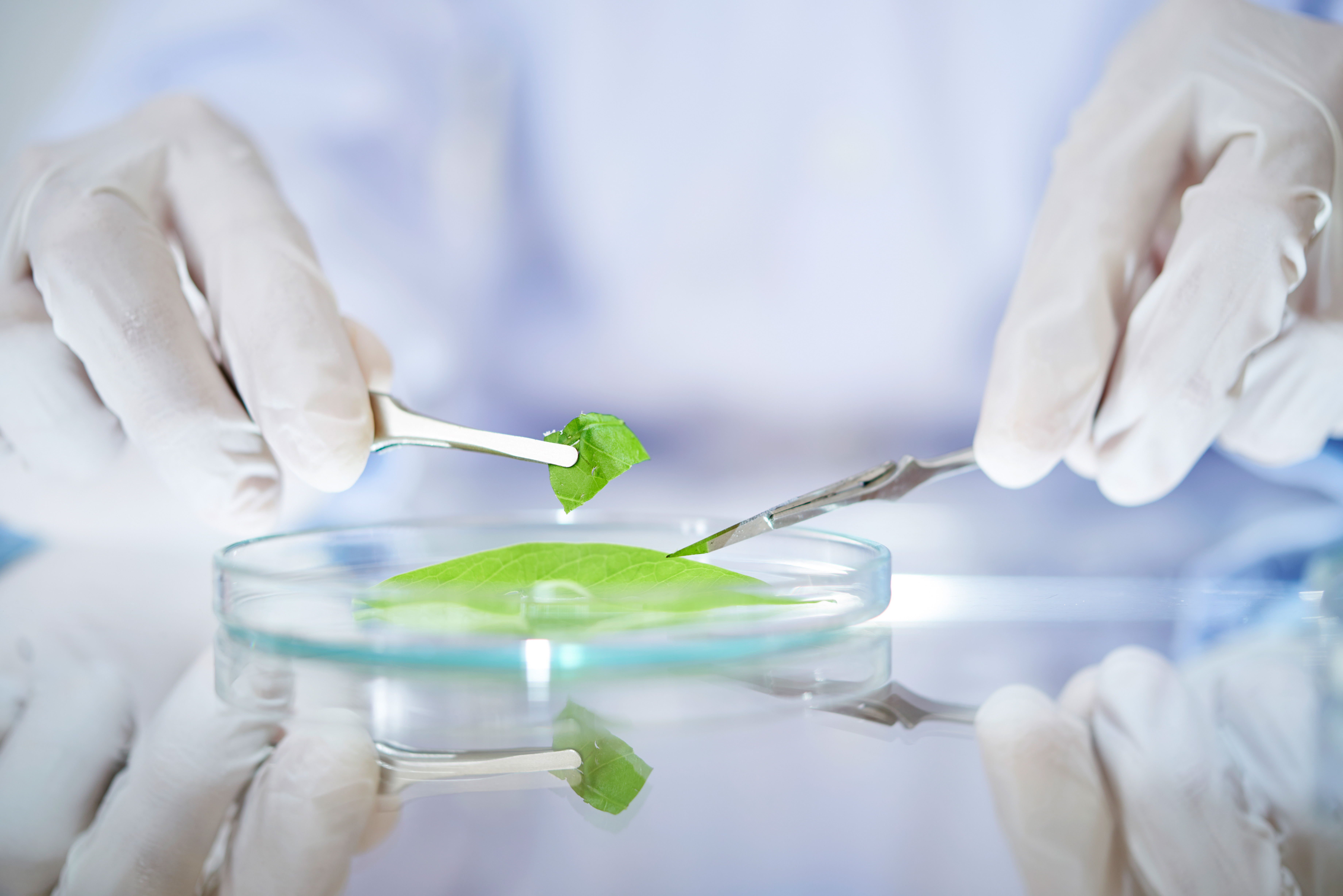 A closeup of a lab worker wearing gloves, using tongs to handle a plant leaf sample in a petri dish