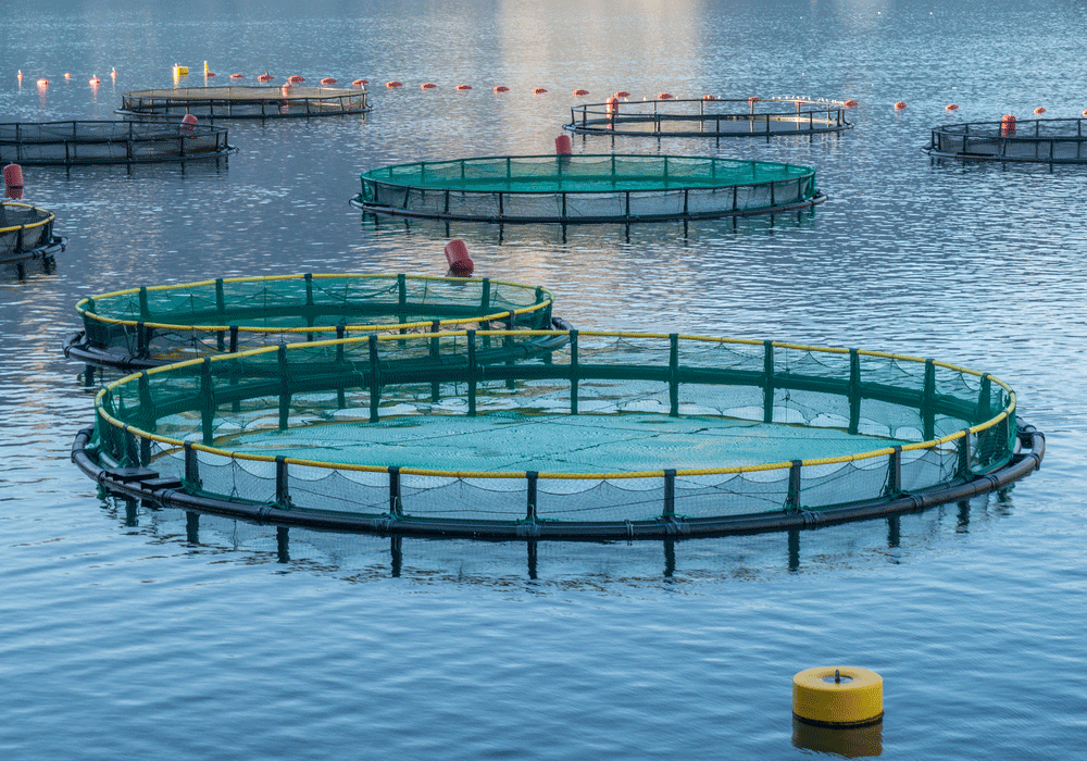 Fish farming in circular mesh pools submerged in the sea