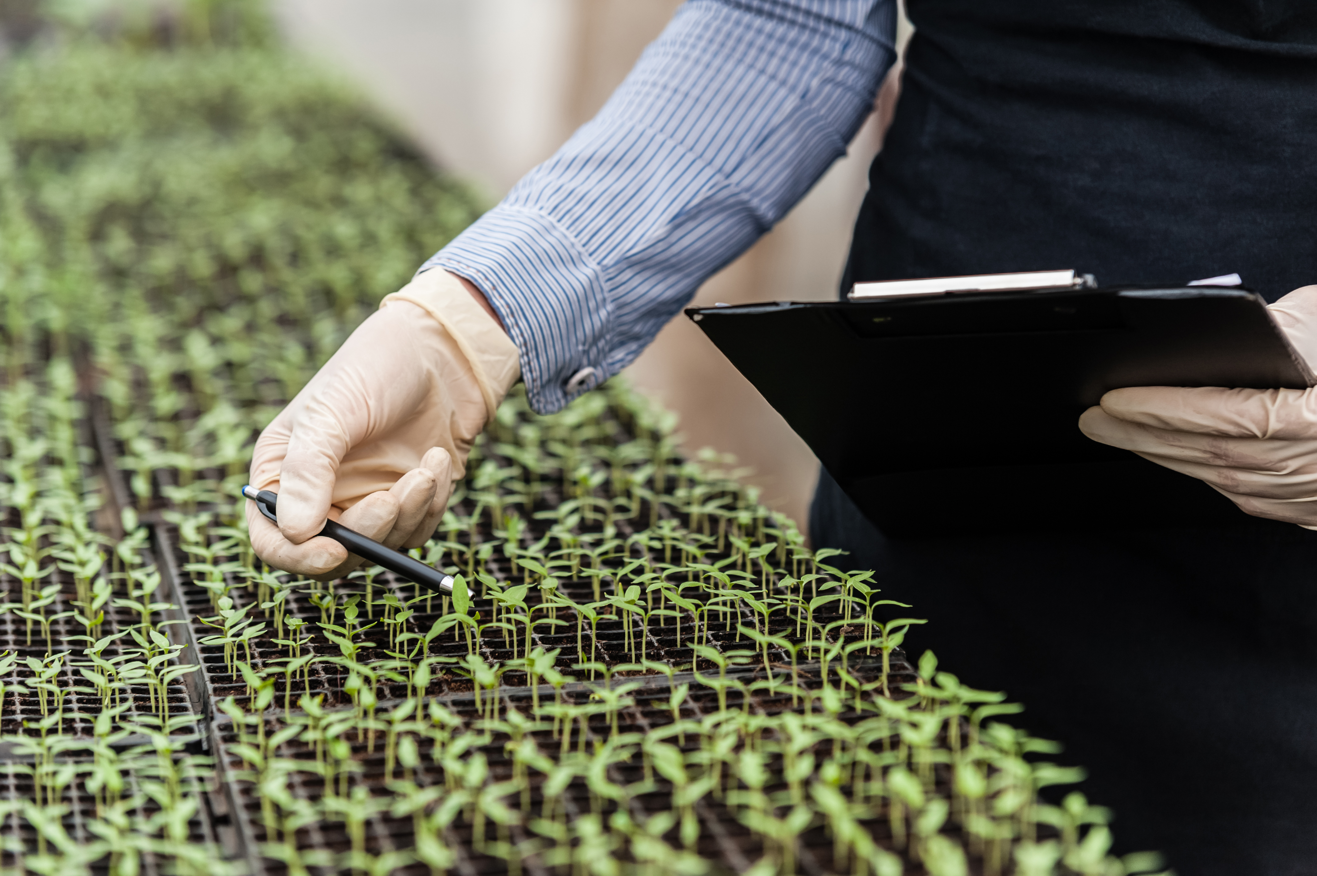 A photo of a gloved hand that is examining plants in a greenhouse.