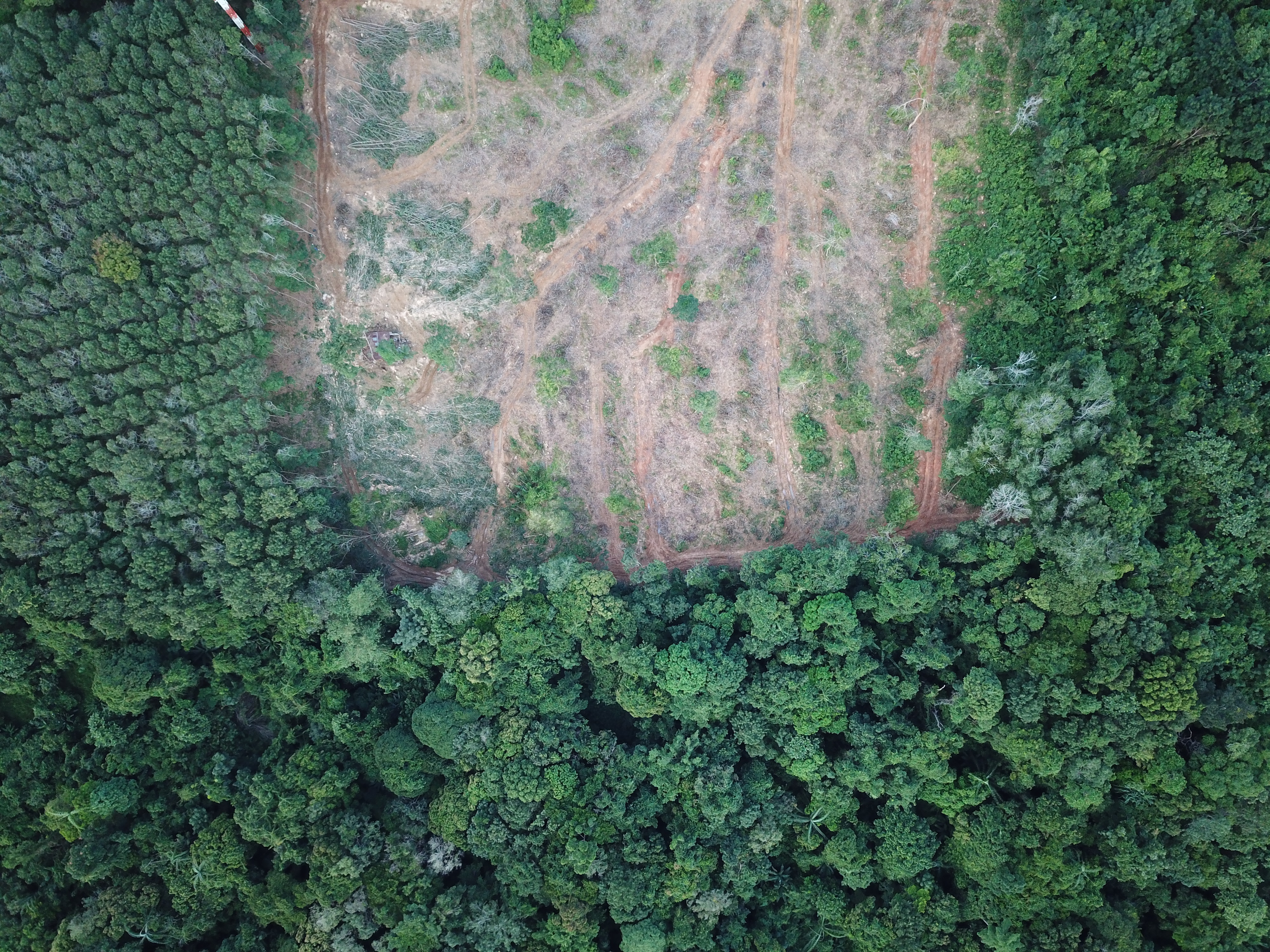 An aerial photo of a forest, some of which has been cut down.