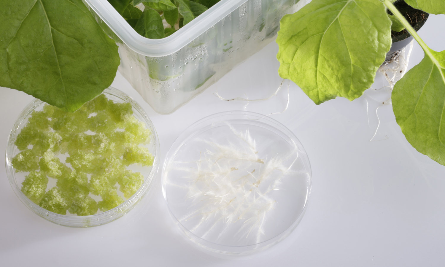cultivating plants in petri dishes in laboratory