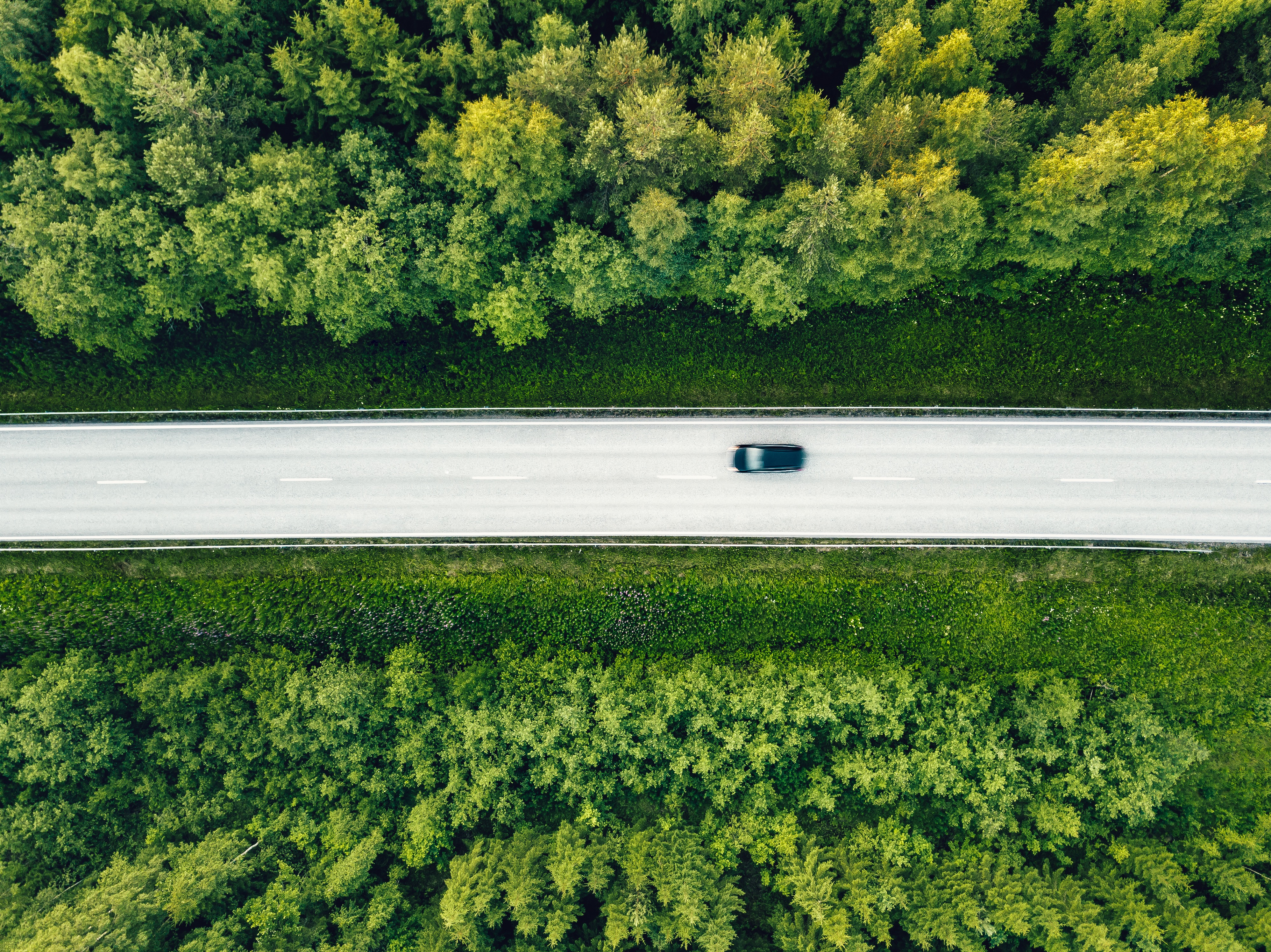 Aerial picture of forest