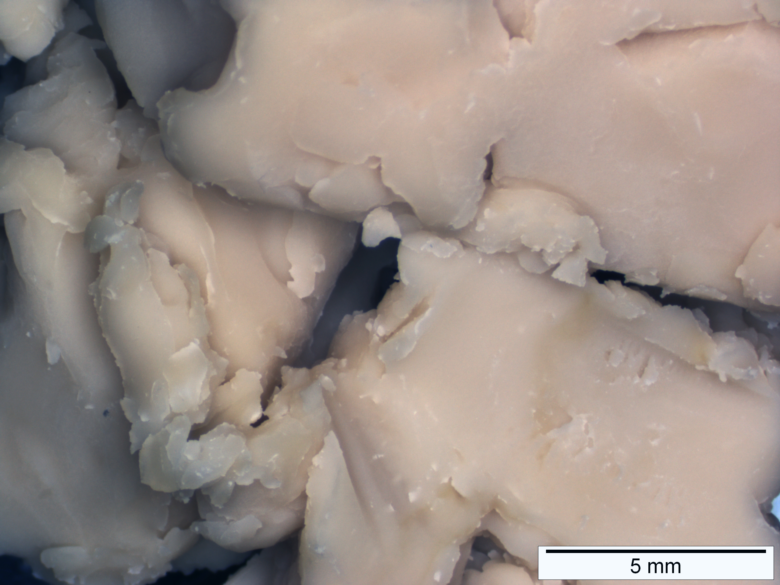 A stereomicroscopy image of the fat rich biomass (photo by VTT)