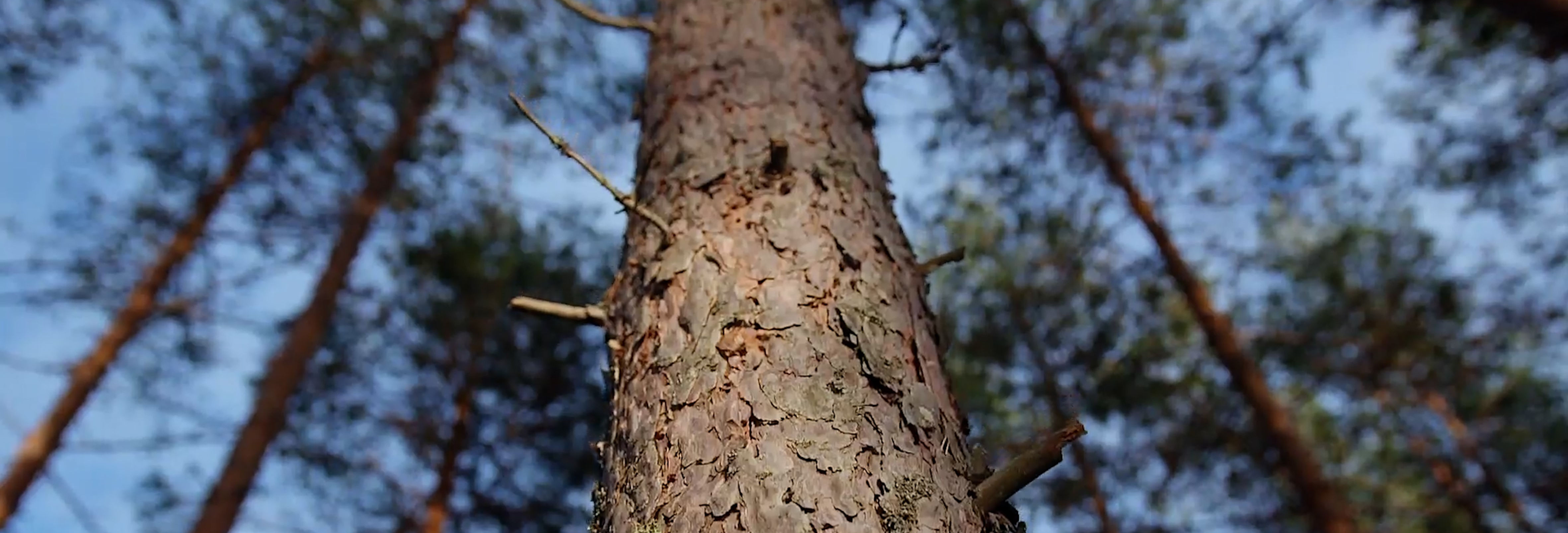 Pinetrees