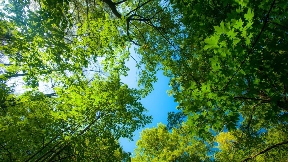 Photo of birch tree crowns in a forest