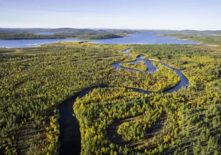 An aerial photo of a forest with a river running through it, ending in a lake