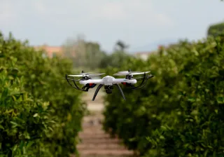 A drone is hovering between two rows of plants, monitoring the crops