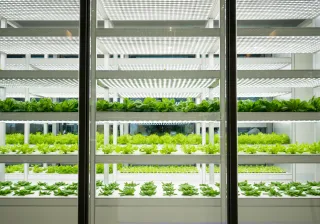 Shelves in a futuristic looking green house environment
