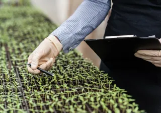 A photo of a gloved hand that is examining plants in a greenhouse.