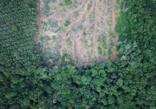 An aerial photo of a forest, some of which has been cut down.