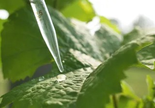 A closeup photo of a pipette dropping a drop of water onto a leaf.