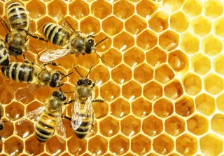 A photo of bees crawling over a honeycomb.