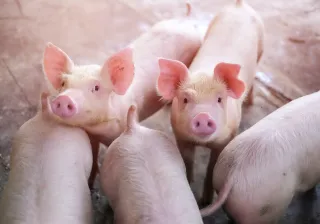 A photo of a group of piglets.