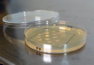 Photo of petri dish containing plasticdegrading microbes.