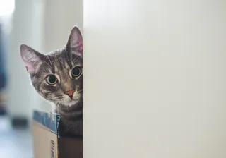 Kissa kurkistaa ulos laatikosta