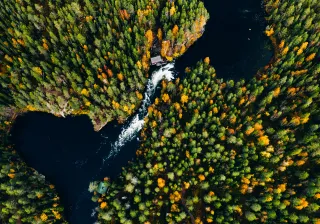 autumn forest from air