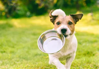 Valokuva koirasta, joka juoksee ruokakuppi suussaan
