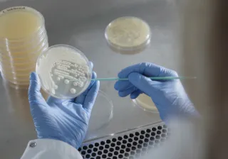Hiivasolujen muokkausta laboratoriossa