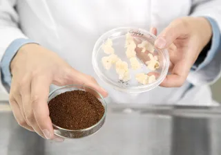 Kahvin kasvisoluviljelmä (oikealla) ja paahdettua VTT:n solumaatalouteen perustuvalla menetelmällä tuotettua kahvia