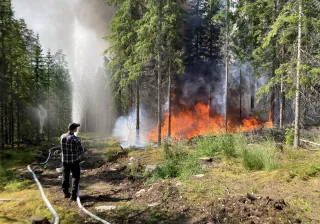Mies sammuttaa metsäpaloa vesiletkulla