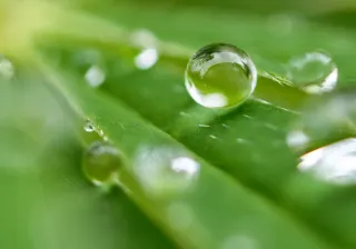 illustrative photo  water drops on a leaf