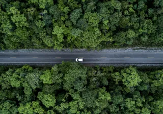 Road in a forest