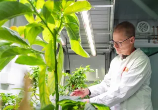 greenhouse plants with vtt researcher