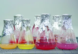 Cell cultures at VTT&#039;s plant biotechnology lab.