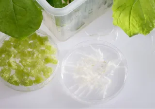 VTT identifies new plantbased antiinflammatory and antiageing ingredients for sustainable cosmetics