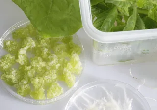 Plant cell cultures.