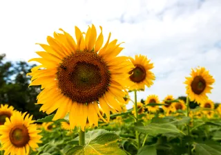 Sunflower field