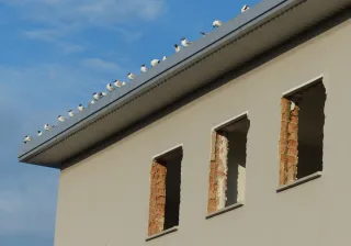 Birds on the roof of a building