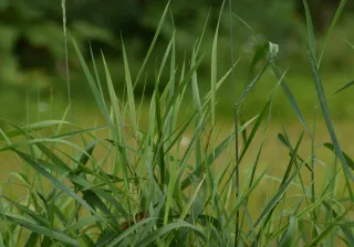 Grass