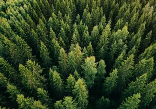 a spruce forest