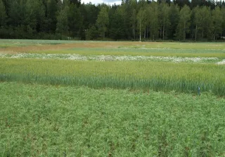 Suomalainen peltomaisesa