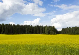 Elintarviketeollisuuden kasvipohjaiset sivuvirrat voivat olla arvokkaita raakaaineita ihmisravinnoksi