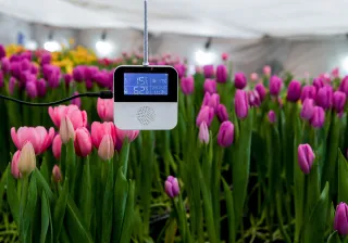 digitalsensoringreenhousewithtulips