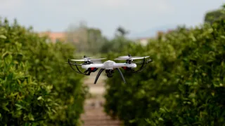 A drone is hovering between two rows of plants, monitoring the crops