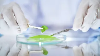A closeup of a lab worker wearing gloves, using tongs to handle a plant leaf sample in a petri dish