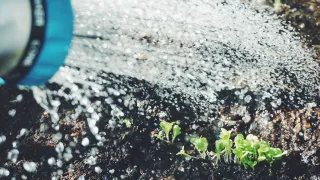 Water from a hose is spraying over plants in soil