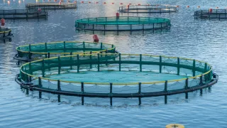 Fish farming in circular mesh pools submerged in the sea