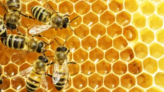 A photo of bees crawling over a honeycomb.