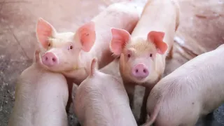 A photo of a group of piglets.