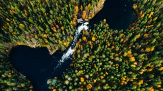 autumn forest from air