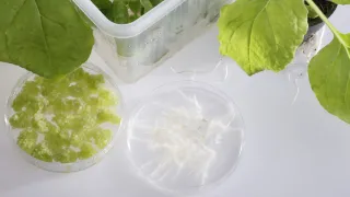 cultivating plants in petri dishes in laboratory