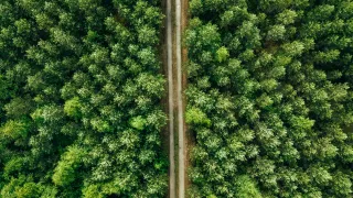 aerialviewofroadthroughconiferousforest